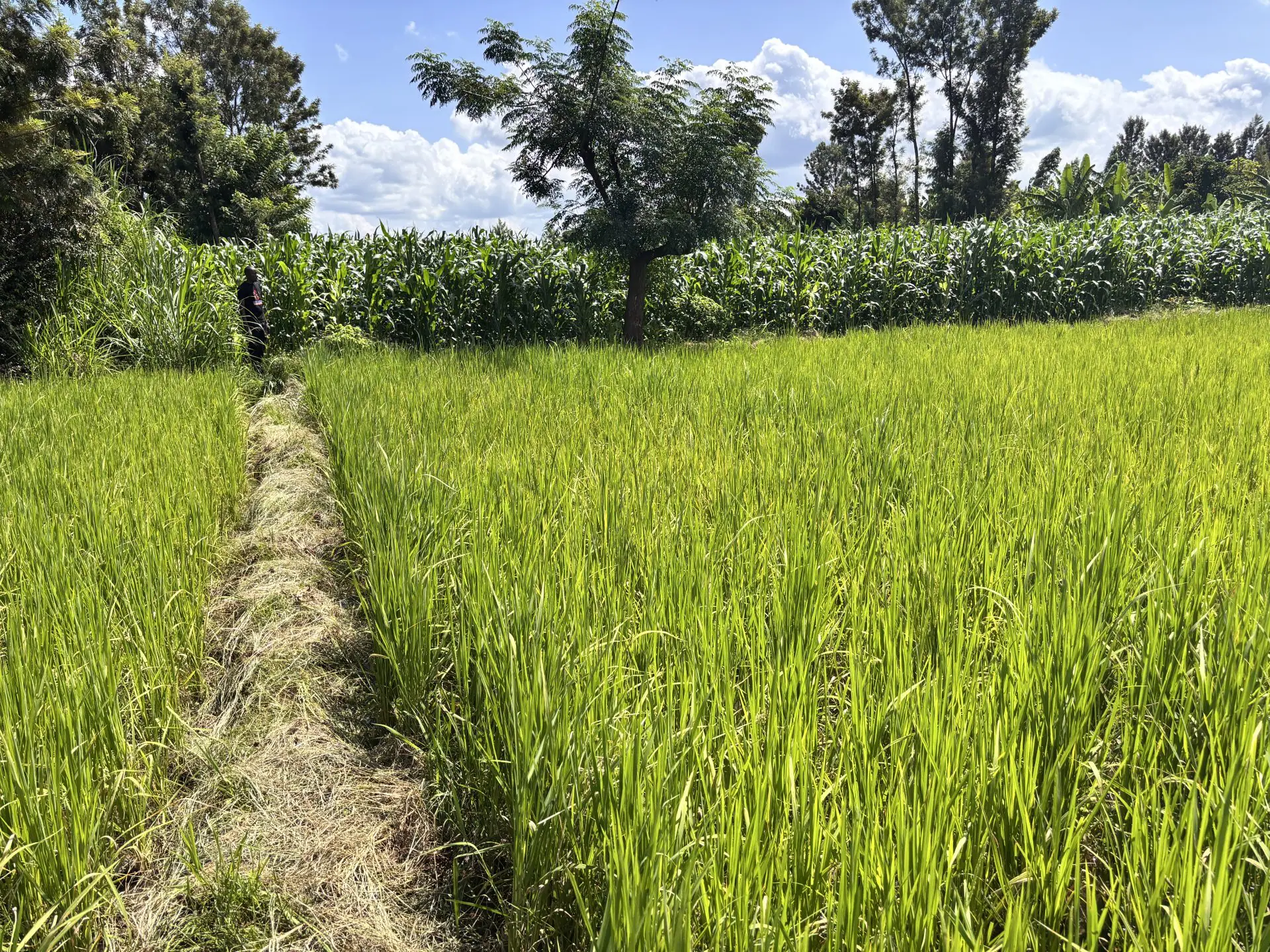 Land for Sale in Kimbimbi