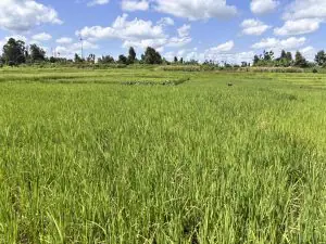 LAND FOR SALE IN KIMBIMBI, KERUGOYA