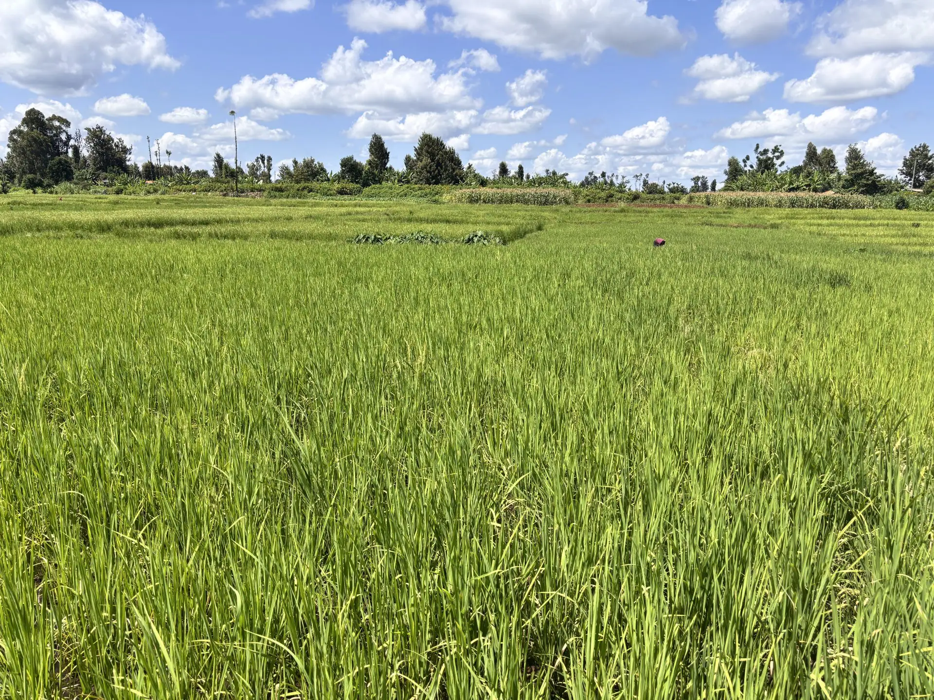 LAND FOR SALE IN KIMBIMBI, KERUGOYA