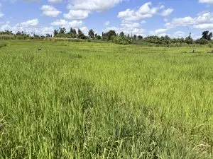 1 ACRES FOR SALE IN KIMBIMBI, KERUGOYA.