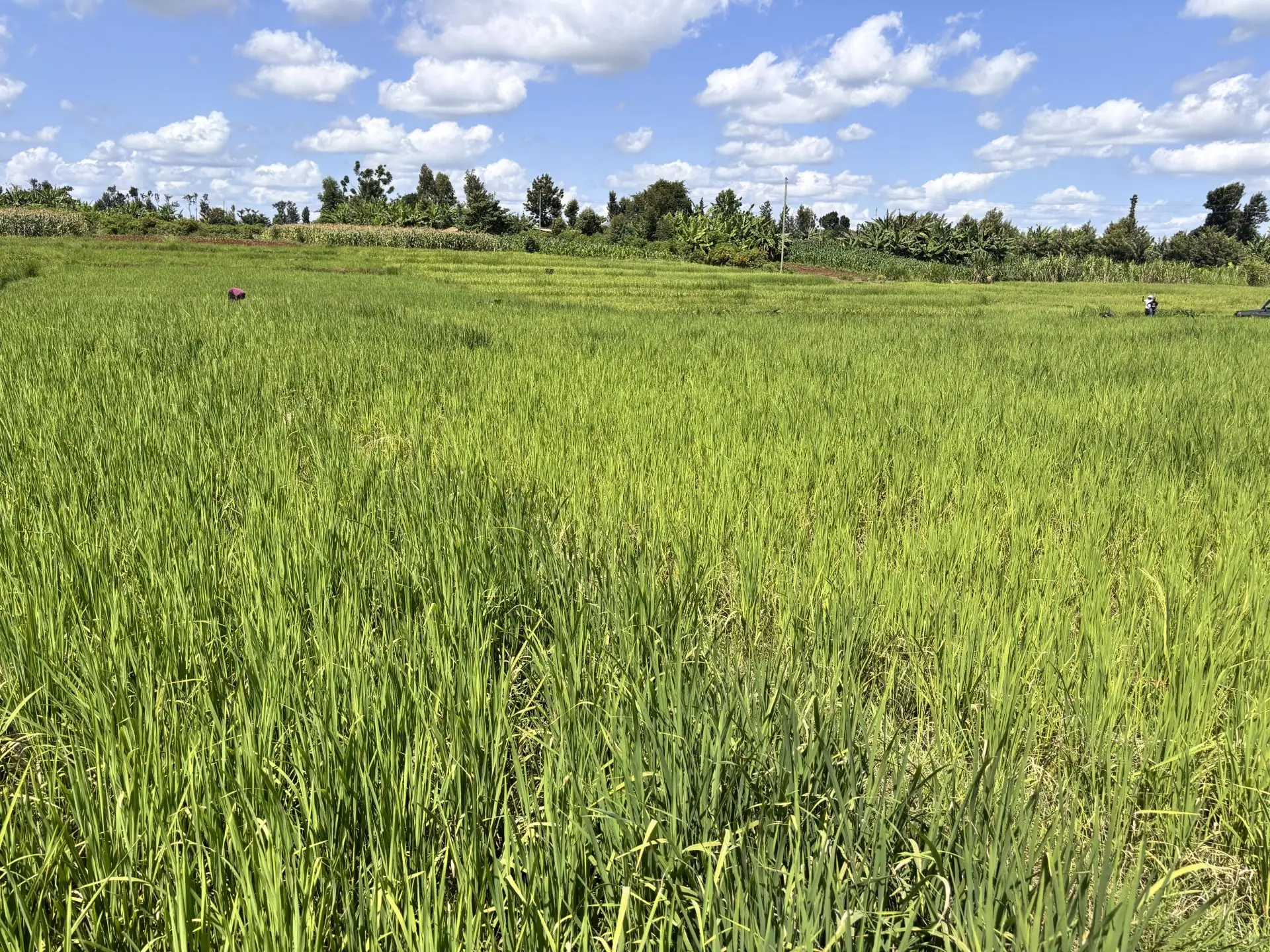 1 ACRES FOR SALE IN KIMBIMBI, KERUGOYA.