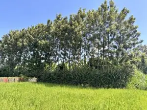 1 ACRE FOR SALE IN KIMBIMBI.