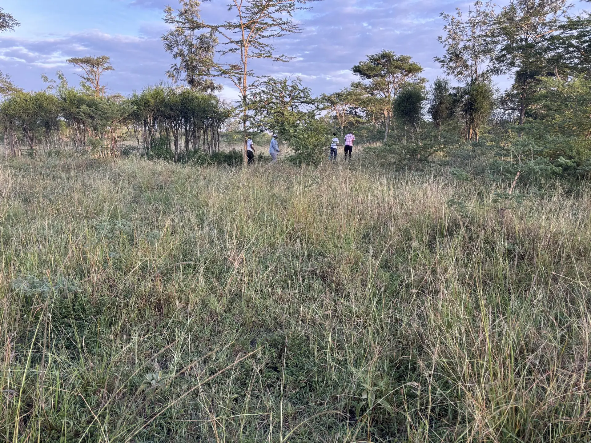 50 BY 100 PLOTS FOR SALE IN JUJA FARM.