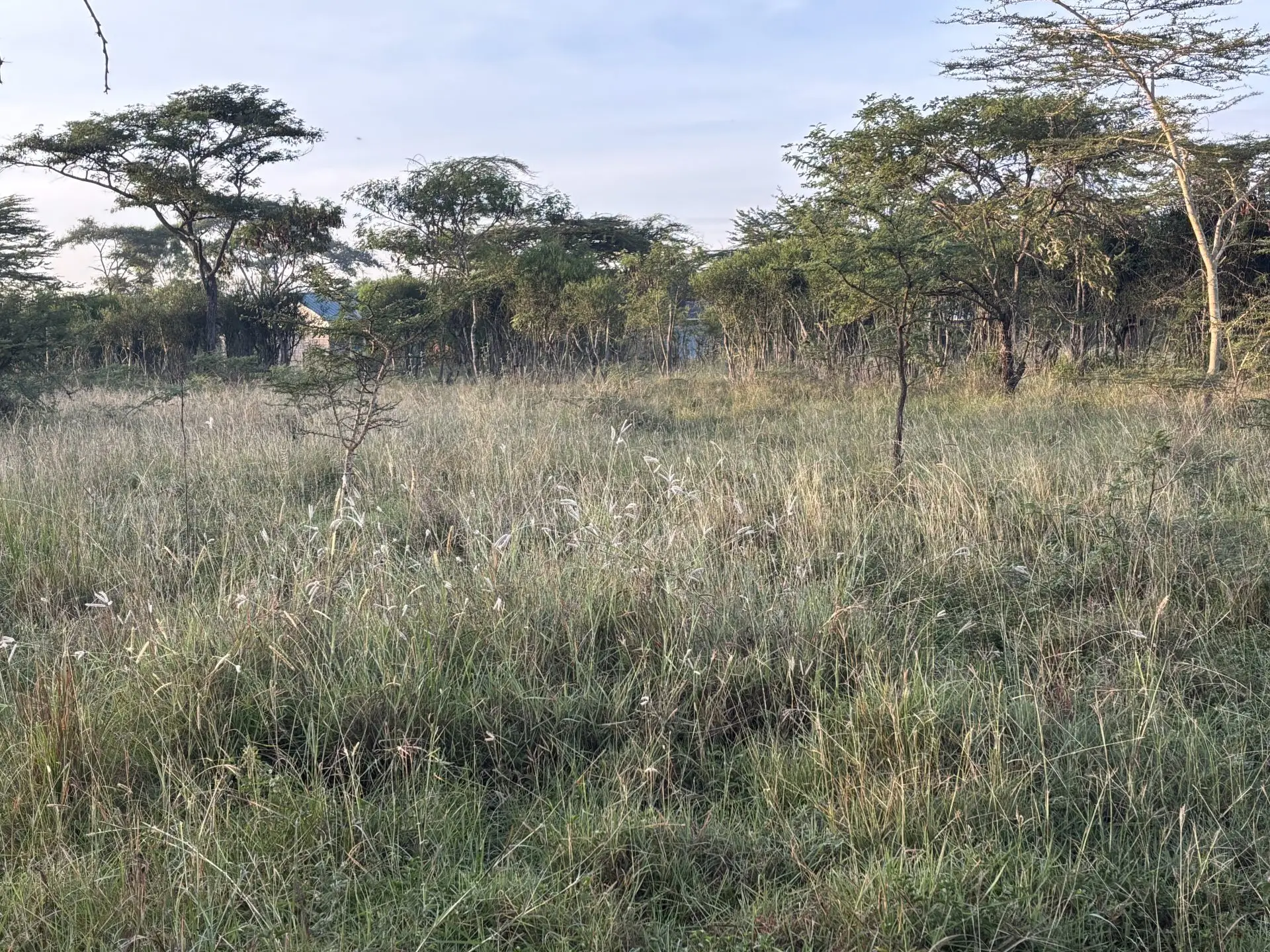 50 BY 100 PLOTS FOR SALE IN JUJA FARM.