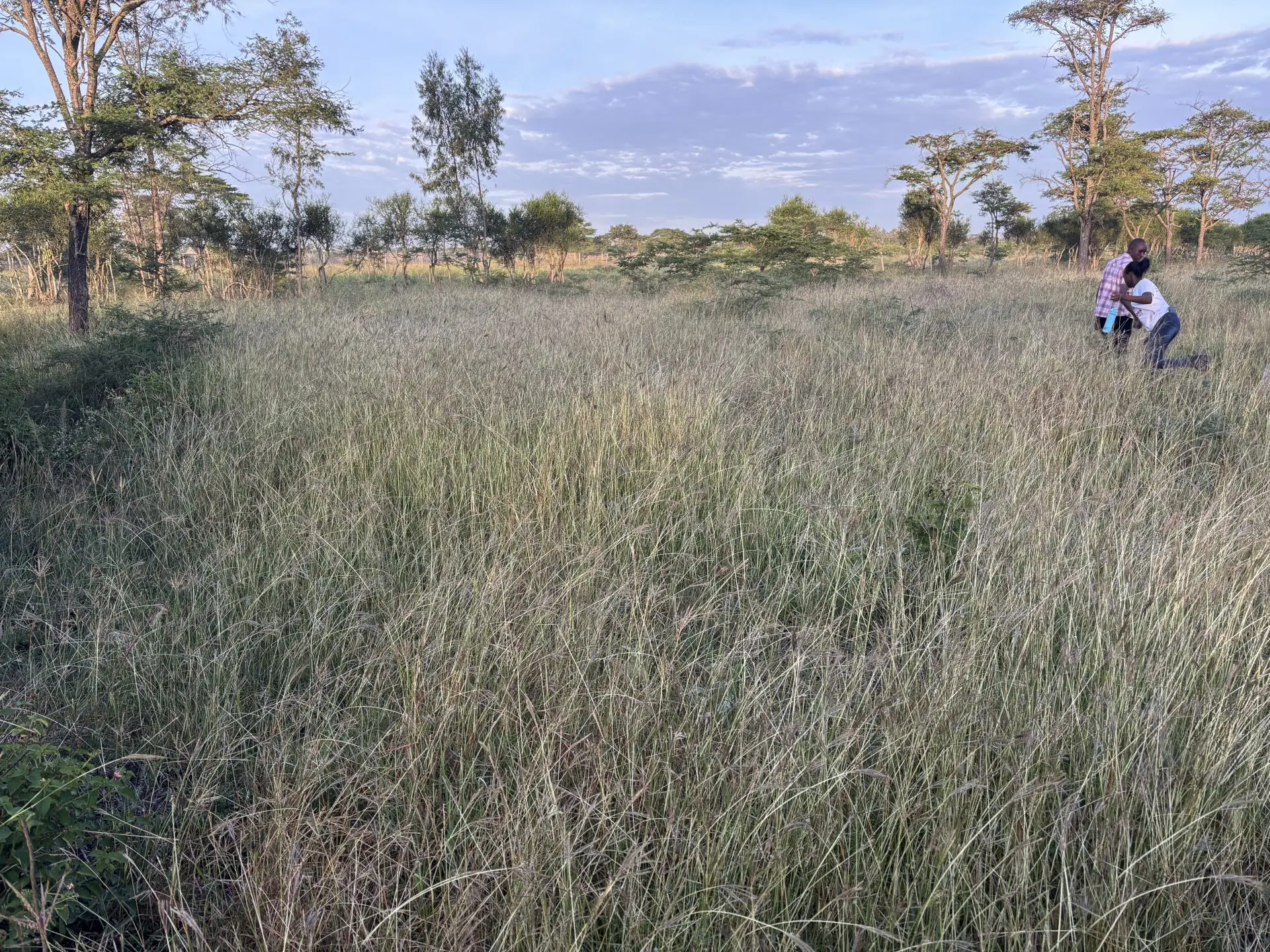 50 BY 100 PLOTS FOR SALE IN JUJA FARM.