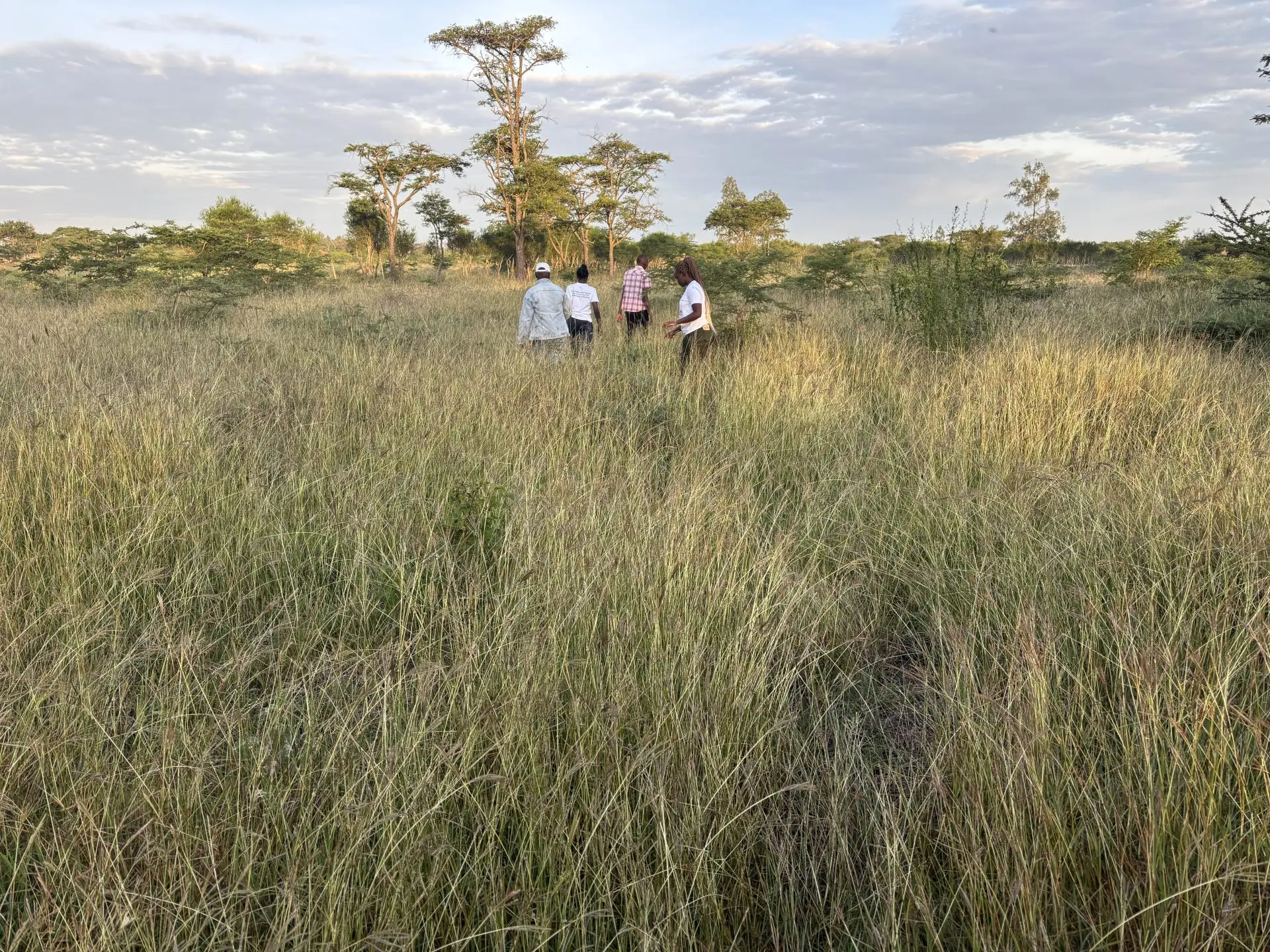 50 BY 100 PLOTS FOR SALE IN JUJA FARM.