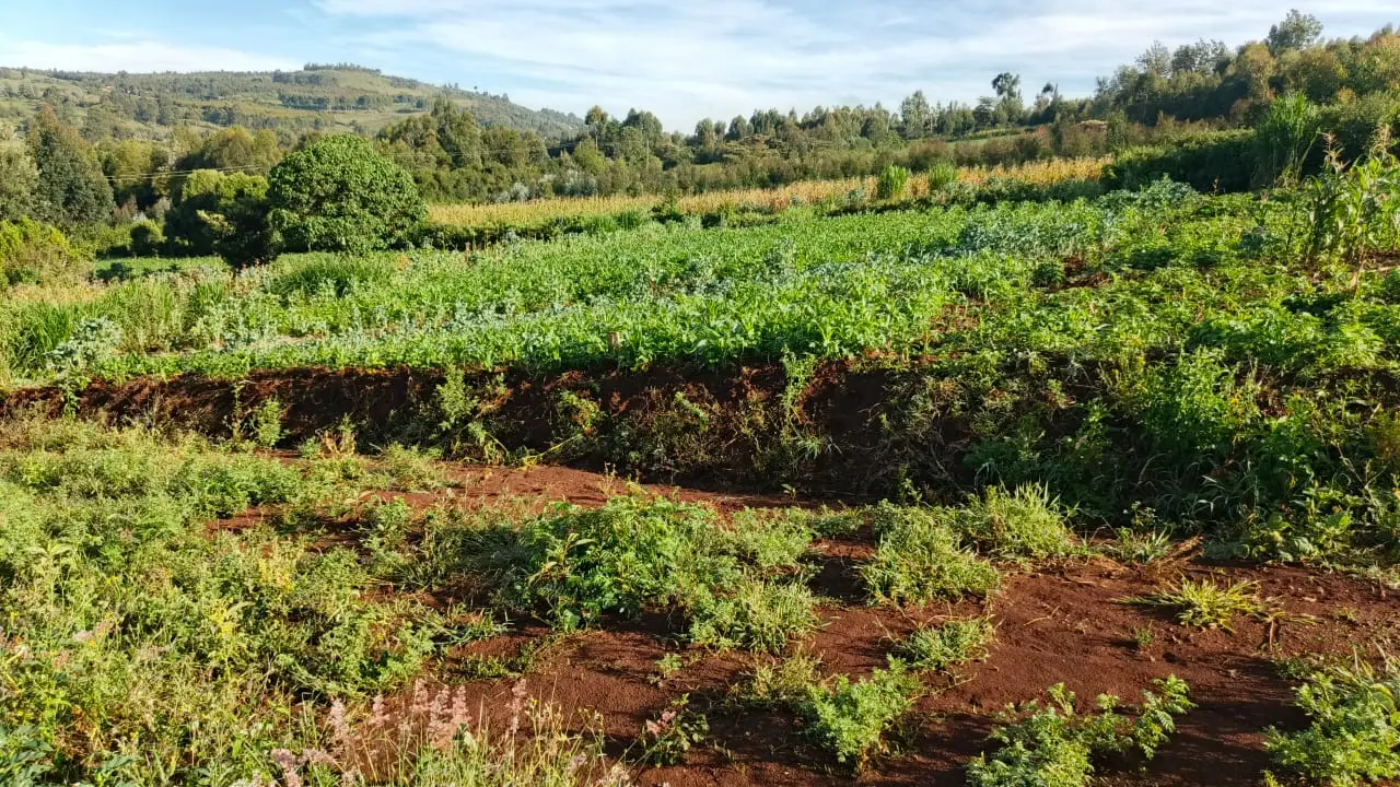 50 BY 100 PLOTS FOR SALE IN KIKUYU, THIGIO