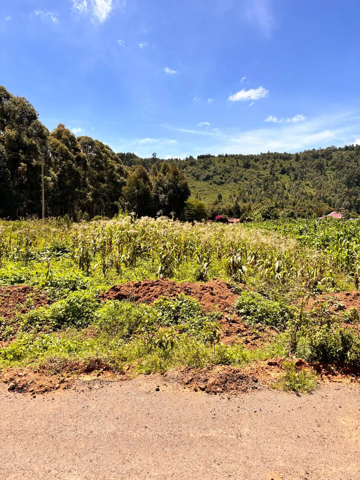 50 BY 100 PLOTS FOR SALE IN KIKUYU, NGUIRUBI
