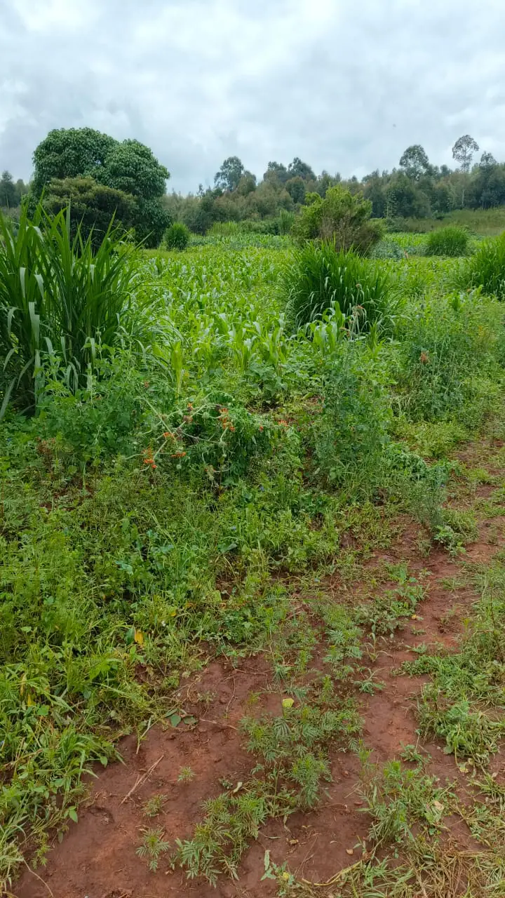 PLOTS FOR SALE IN KIKUYU, THIGIO