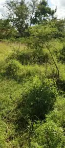 50 BY 100 PLOTS FOR SALE IN JUJA FARM