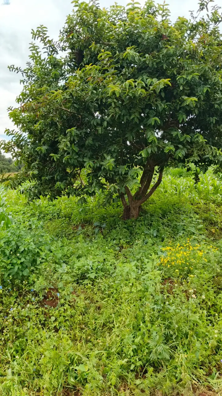 PLOTS FOR SALE IN KIKUYU, THIGIO