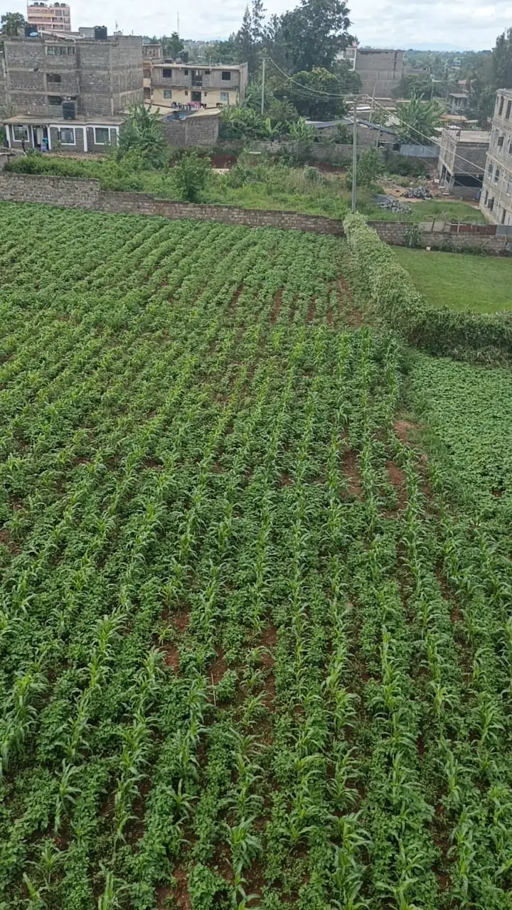 40 BY 60 PLOTS FOR SALE IN JUJA, GWA KAIRU.