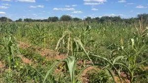 1 ACRES FOR SALE IN MASINGA.