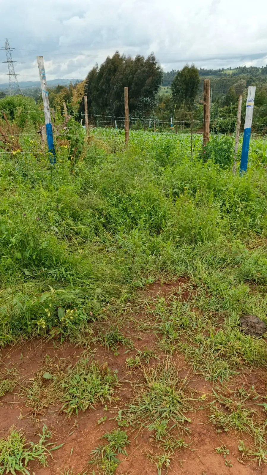 PLOTS FOR SALE IN KIKUYU, THIGIO