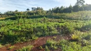 50 BY 100 PLOTS FOR SALE IN KIKUYU, THIGIO.