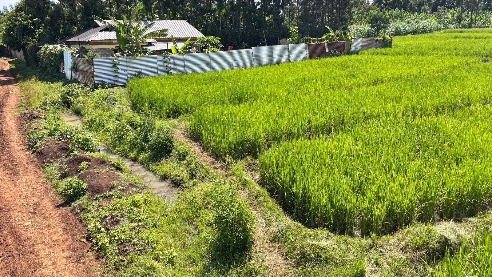 1 ACRES FOR SALE IN KIMBIMBI, KERUGOYA.