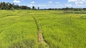 1 ACRE FOR SALE IN KIRINYAGA, KIMBIMBI.