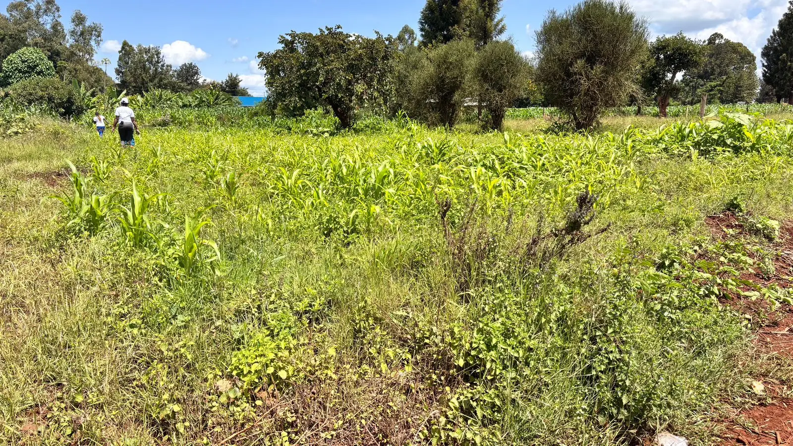 Quarter acre for Sale in Kimbimbi.
