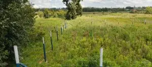 50 BY 100 PLOTS FOR SALE IN KIKUYU, NGUIRUBI.