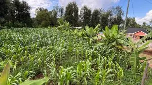 QUARTER ACRE FOR SALE IN KIRINYAGA, KIRUGOYA.