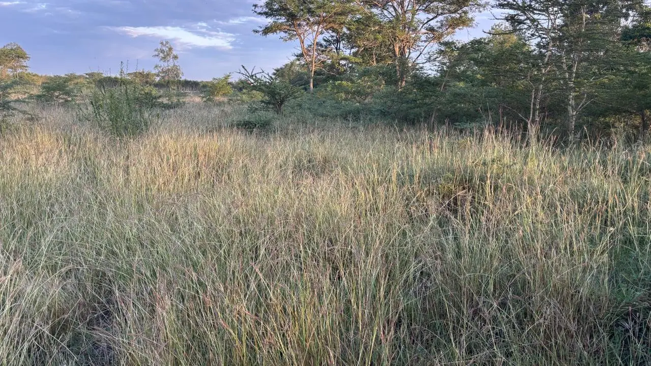 50 BY 100 PLOTS FOR SALE IN JUJA FARM.