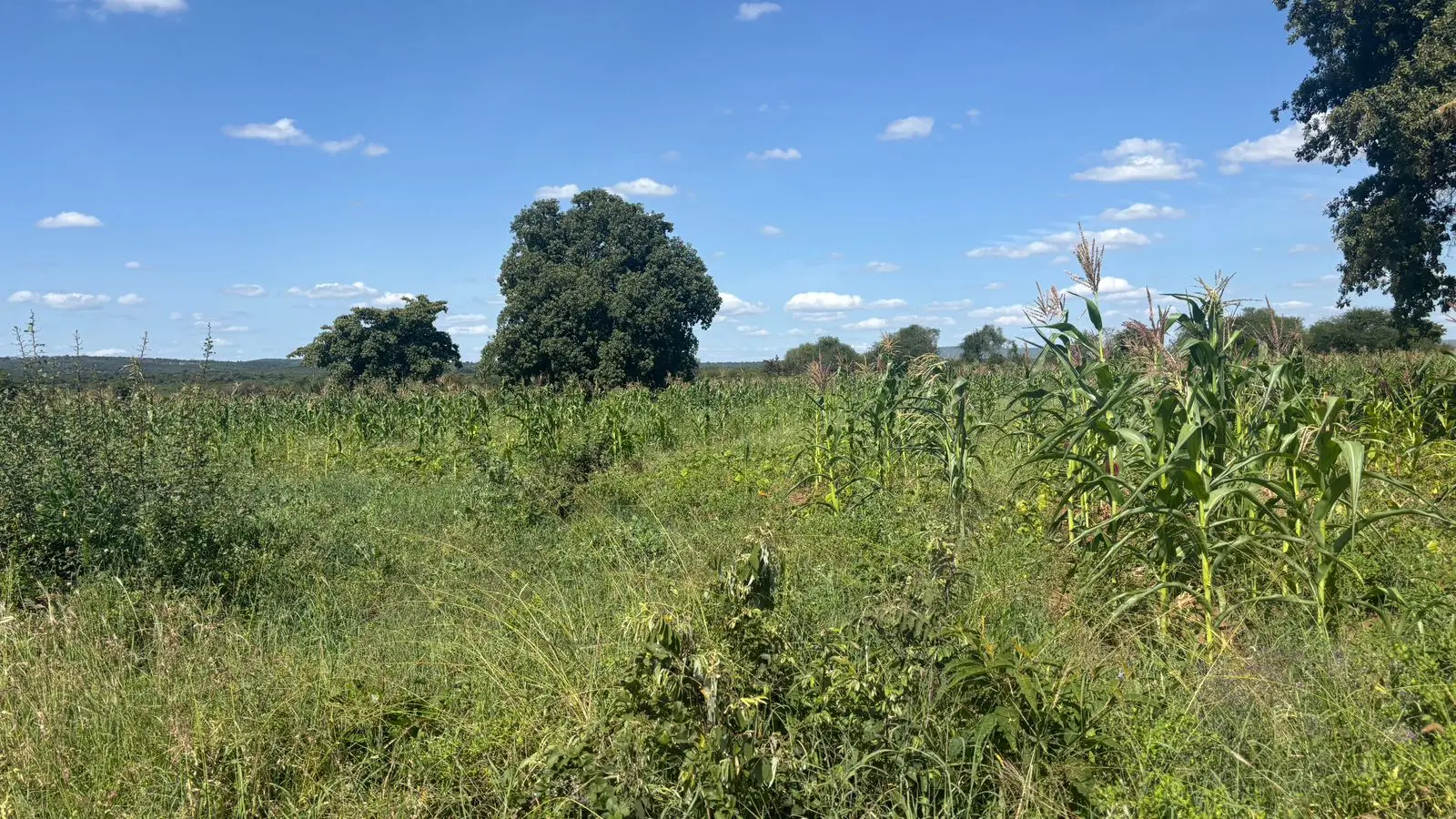 LAND FOR SALE IN MACHAKOS, MASINGA.