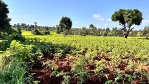 LAND FOR SALE IN KUTUS, KERUGOYA.