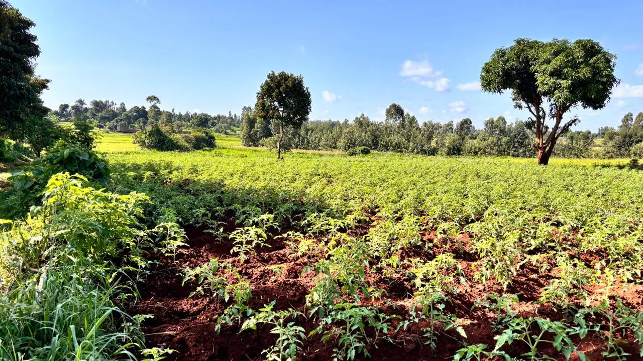 LAND FOR SALE IN KUTUS, KERUGOYA.