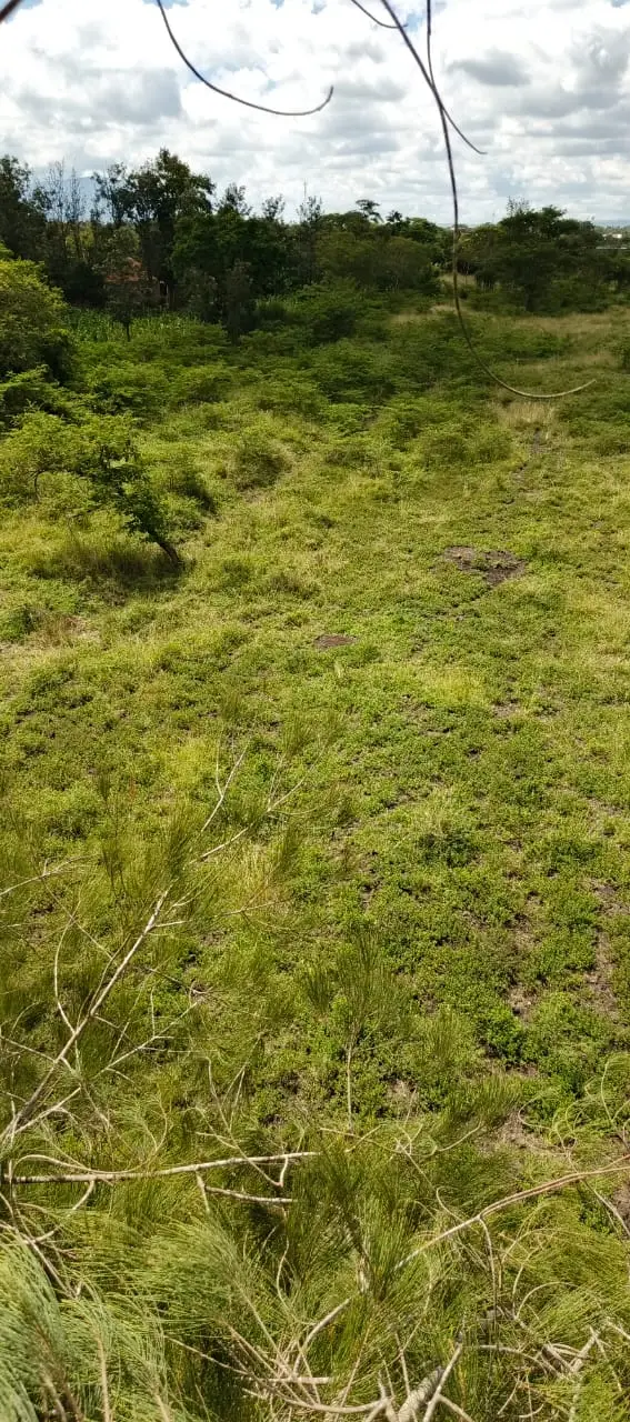 50 BY 100 PLOTS FOR SALE IN JUJA FARM.