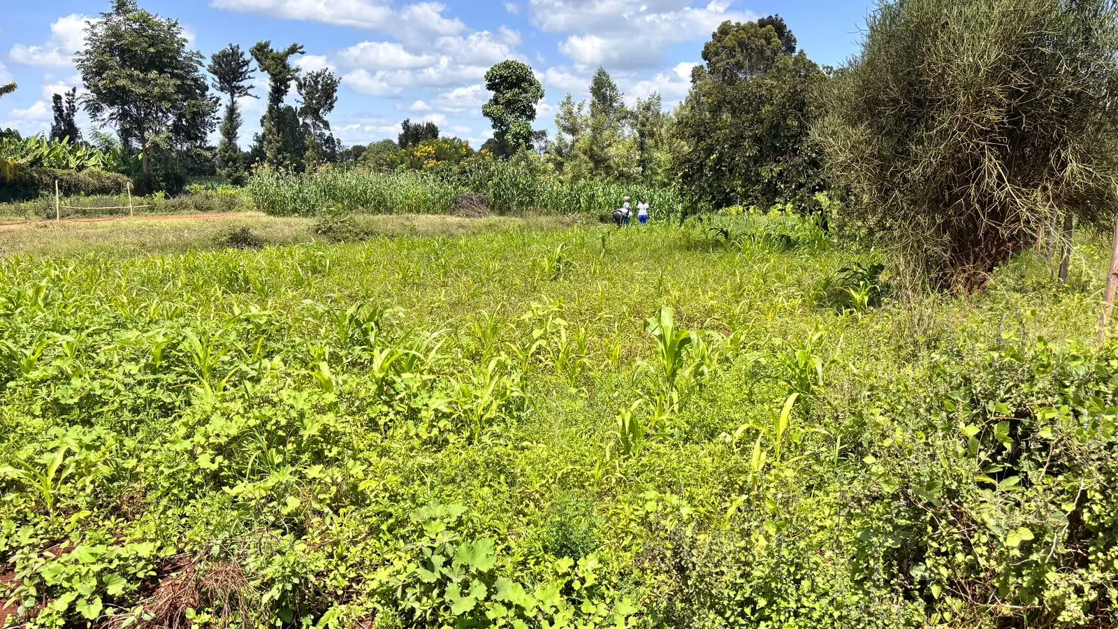 QUARTER ACRE FOR SALE IN KIMBIMBI.
