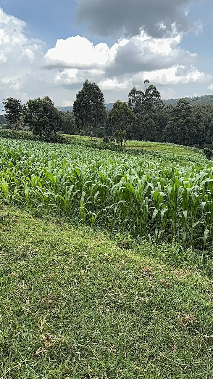 LAND FOR SALE IN NYAHURURU, IGWAMITI.