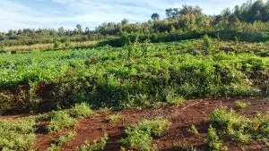 PLOTS FOR SALE IN KIKUYU, THIGIO