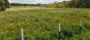 50 BY 100 PLOTS FOR SALE IN KIKUYU, NGUIRUBI