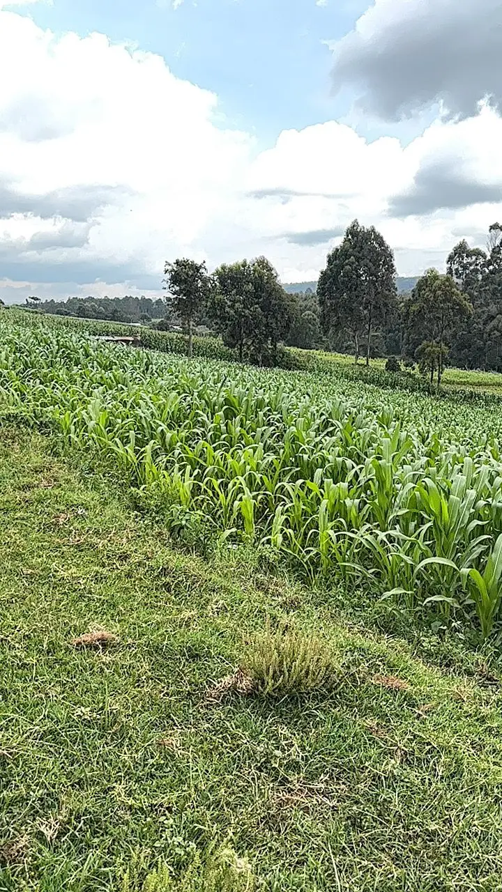 LAND FOR SALE IN NYAHURURU, IGWAMITI.
