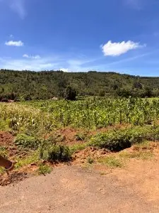 50 BY 100 PLOTS FOR SALE IN KIKUYU, NGUIRUBI