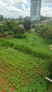 40 BY 60 PLOTS FOR SALE IN JUJA, GWA KAIRU.