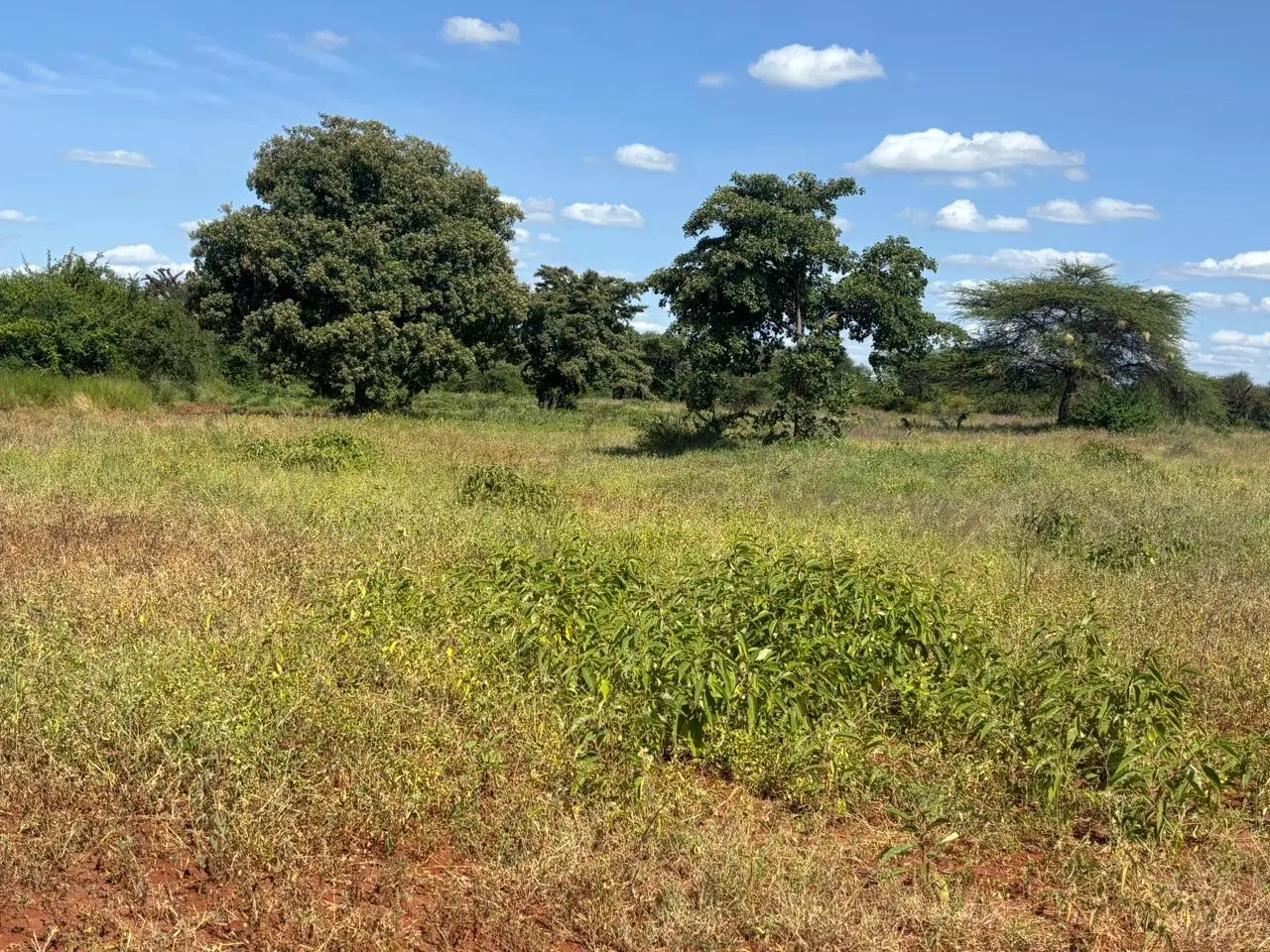 LAND FOR SALE IN MACHAKOS, MASINGA.