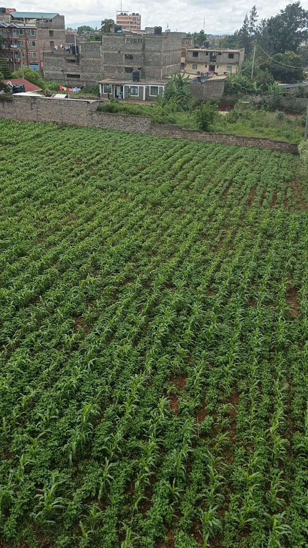 40 BY 60 PLOTS FOR SALE IN JUJA, GWA KAIRU.