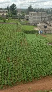 40 BY 60 PLOTS FOR SALE IN JUJA GWA KAIRU.