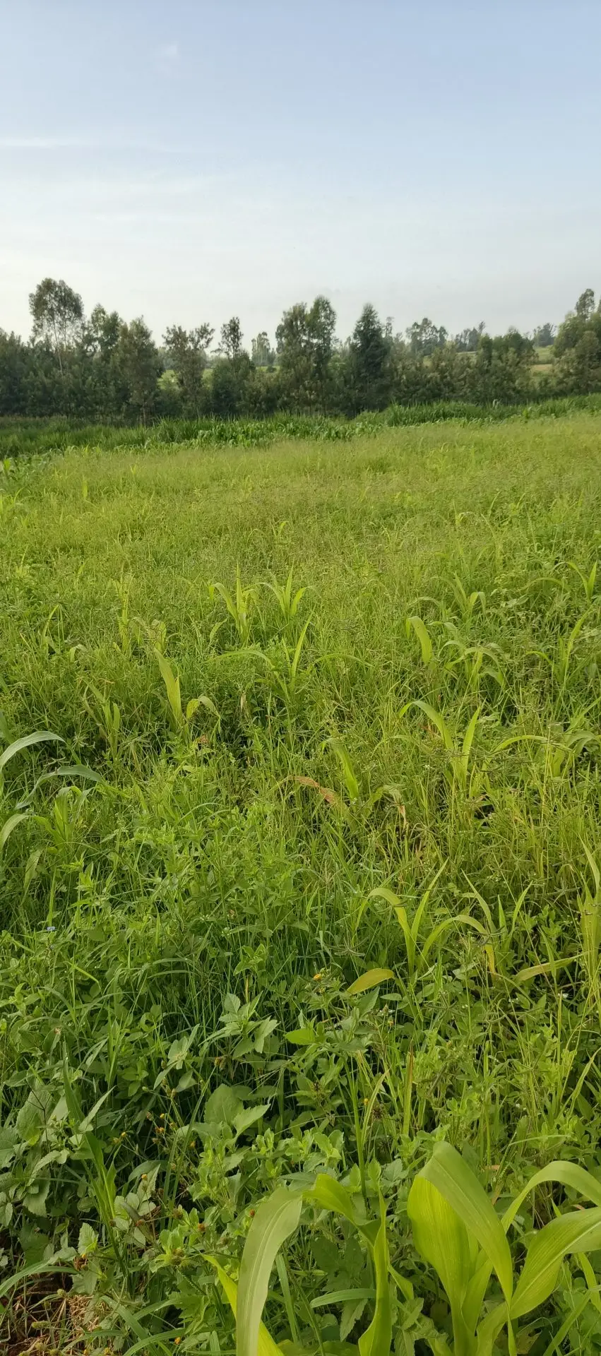 LAND FOR SALE IN KUTUS, KERUGOYA.