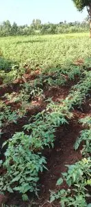 LAND FOR SALE IN KUTUS, KERUGOYA.