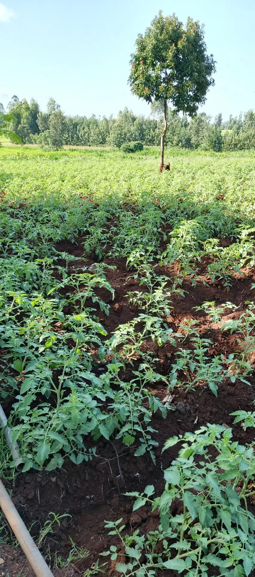 LAND FOR SALE IN KUTUS, KERUGOYA.