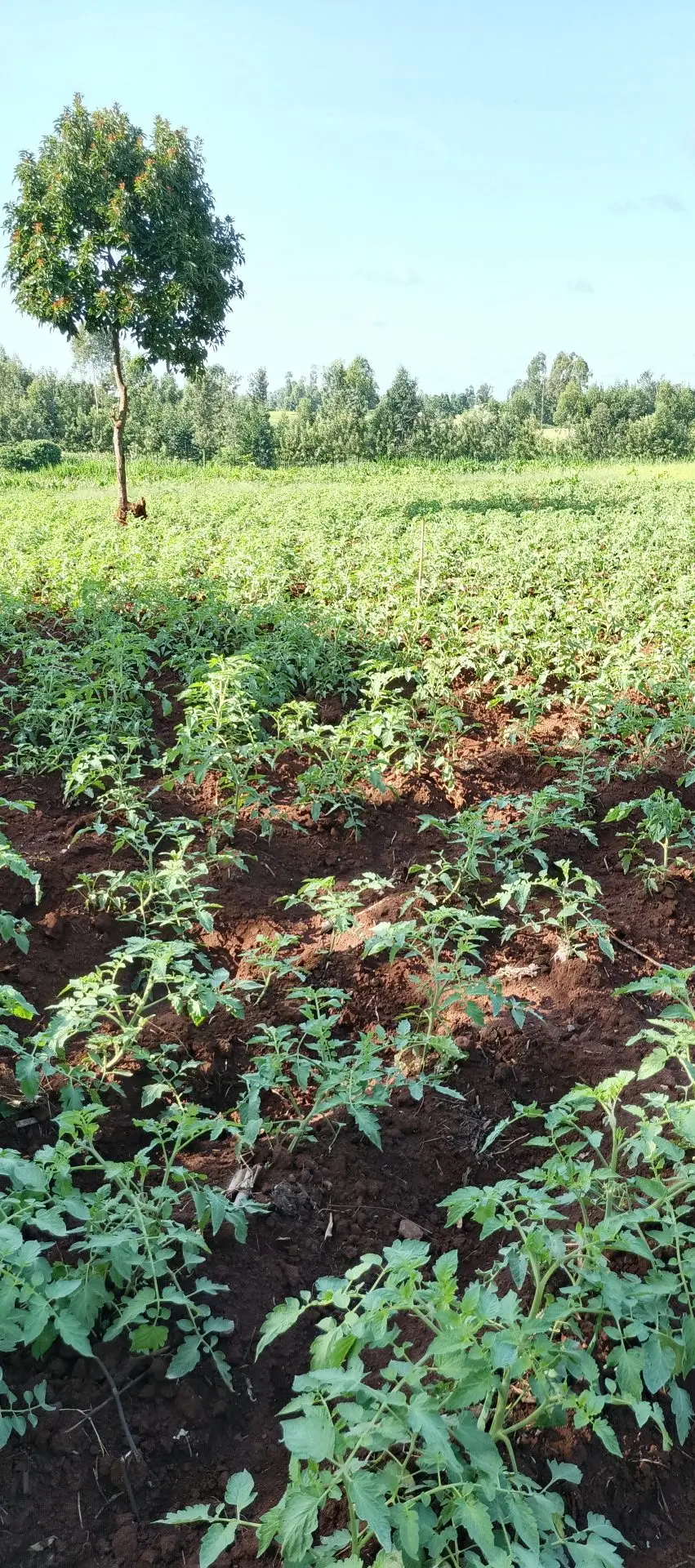 LAND FOR SALE IN KUTUS, KERUGOYA.