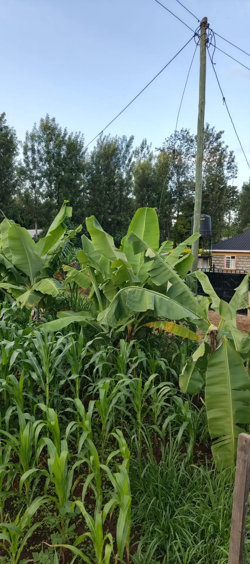 6 ACRES FOR SALE IN KUTUS, KERUGOYA.