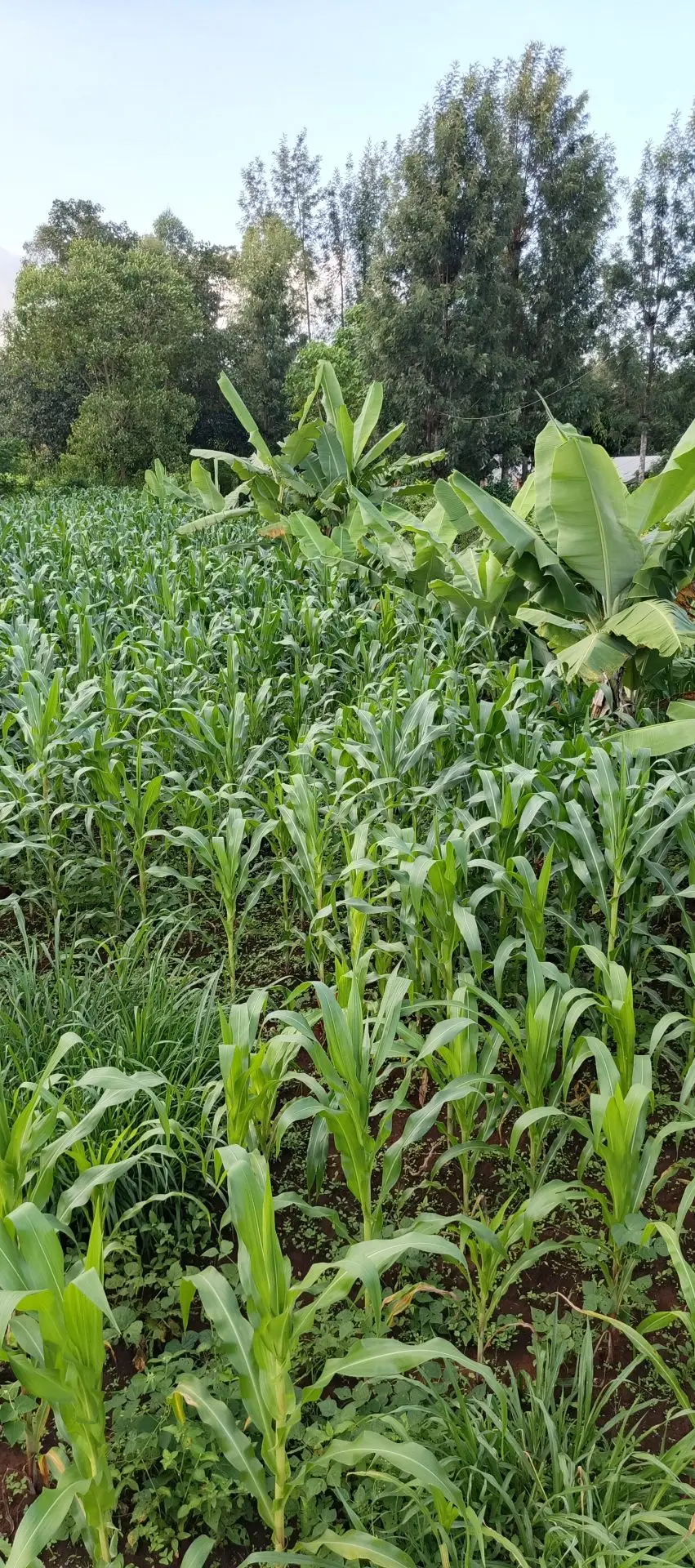 6 ACRES FOR SALE IN KUTUS, KERUGOYA.