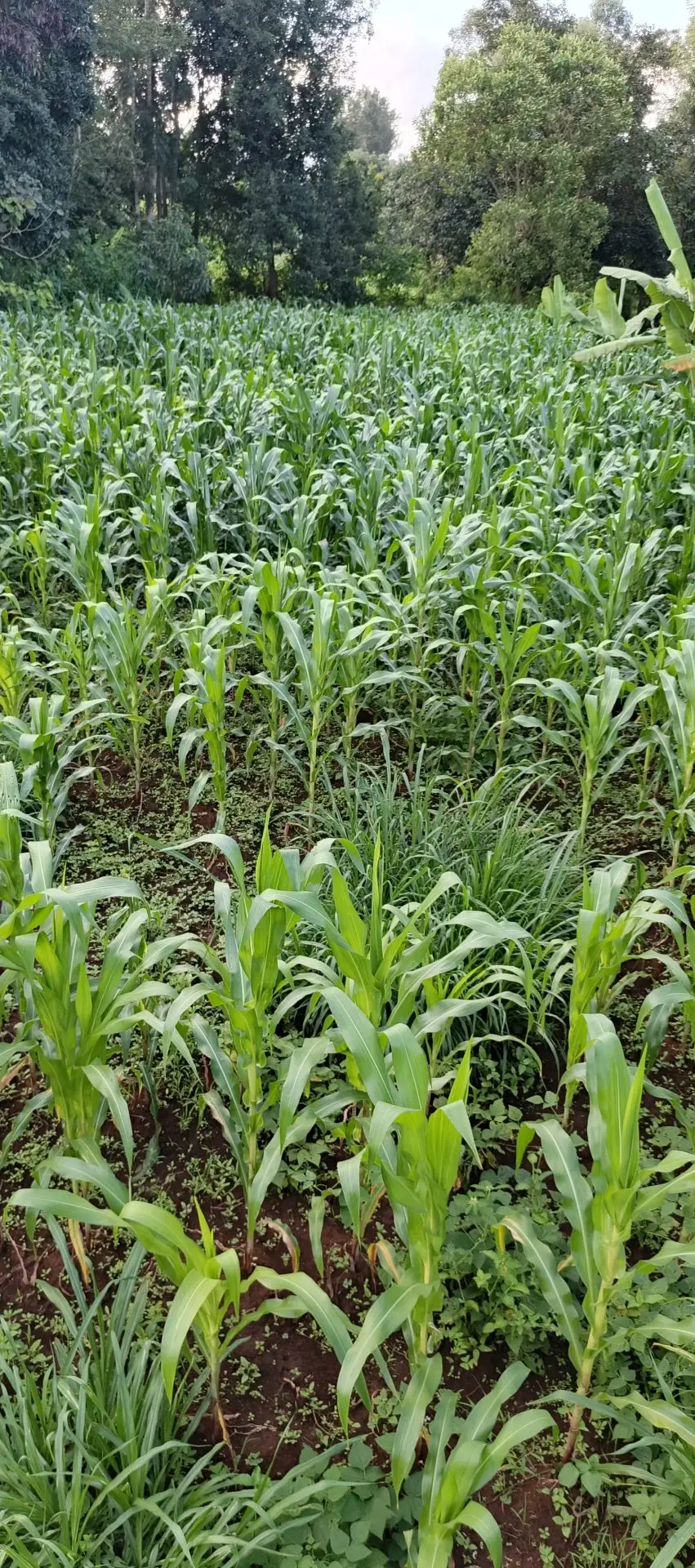 6 ACRES FOR SALE IN KUTUS, KERUGOYA.