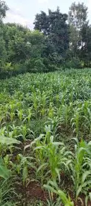 6 ACRES FOR SALE IN KUTUS, KERUGOYA.
