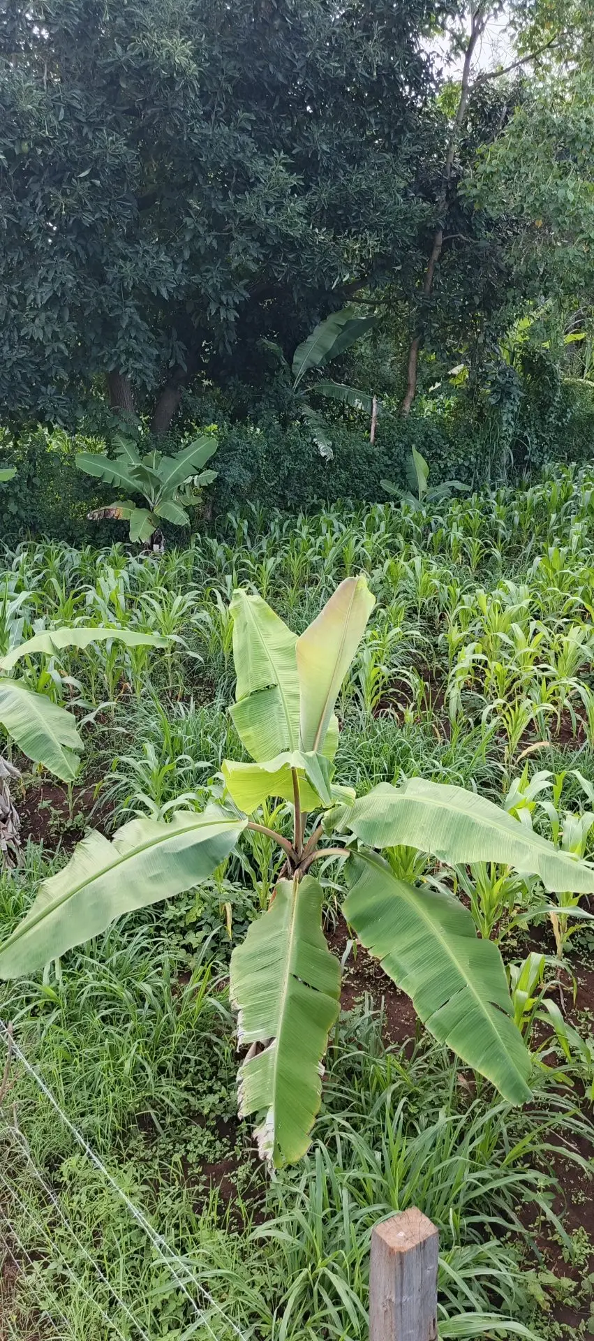 6 ACRES FOR SALE IN KUTUS, KERUGOYA.