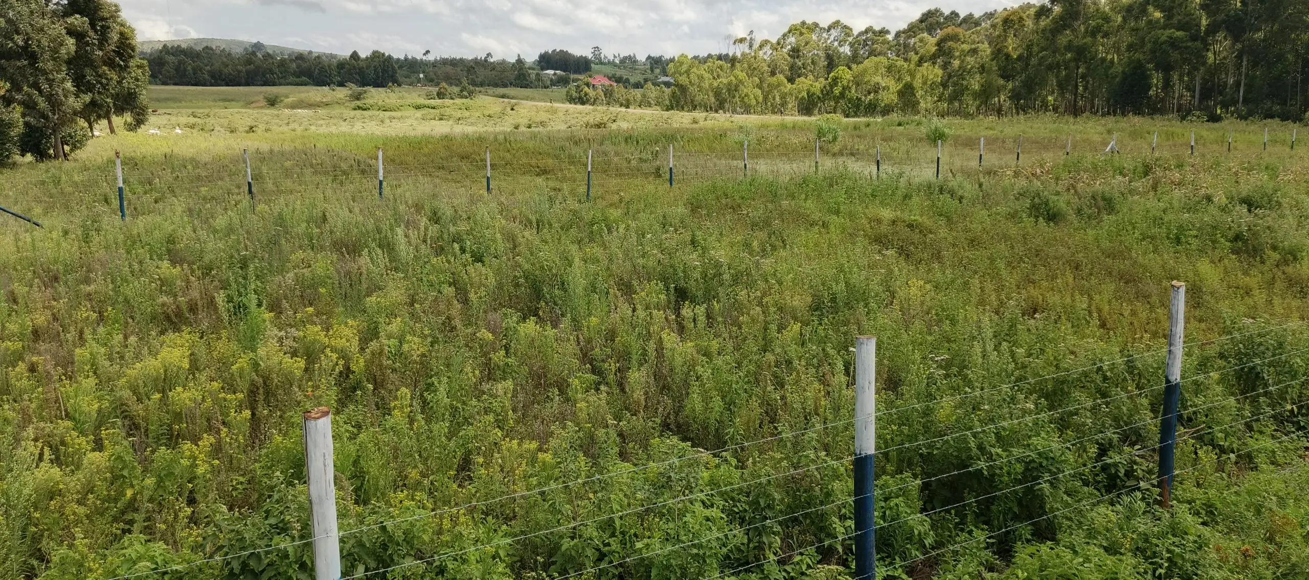 50 BY 100 PLOTS FOR SALE IN KIKUYU, NGUIRUBI.