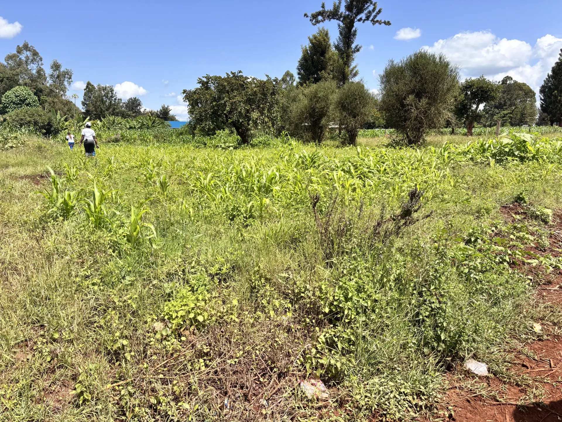 QUARTER ACRE FOR SALE IN KIMBIMBI, KEROGUYA.